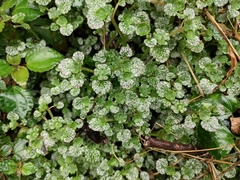 Chrysosplenium delavayi