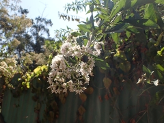 Gymnanthemum amygdalinum