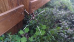 Argiope aemula