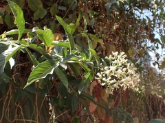 Gymnanthemum amygdalinum