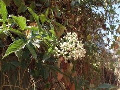 Gymnanthemum amygdalinum