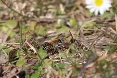 Andrena