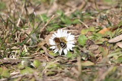 Andrena