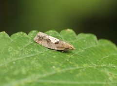 Epinotia brunnichana