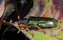 Neoplocaederus parallelus