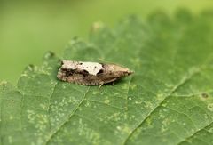 Epinotia brunnichana