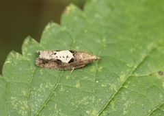 Epinotia brunnichana