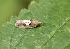 Epinotia brunnichana