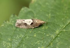 Epinotia brunnichana