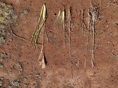 Schizachyrium condensatum