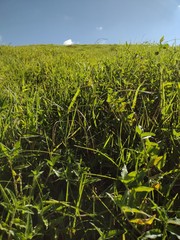 Hilograss
