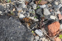 Andrena