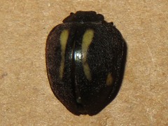 Epilachna emerita