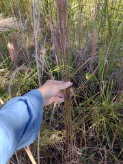 Schizachyrium condensatum