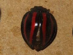 Toxotoma monovittata