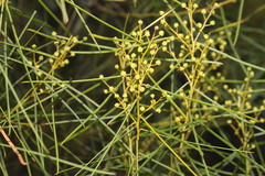 Acacia adunca
