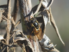 Callicera aurata