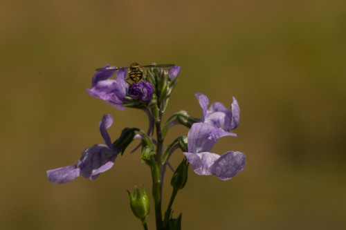 Nuttallanthus texanus observed 2022-03-01