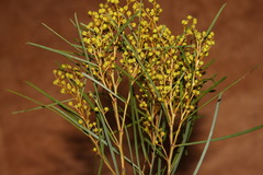 Acacia adunca