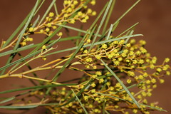 Acacia adunca