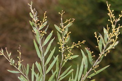 Acacia fimbriata