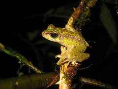 Sumaterana crassiovis