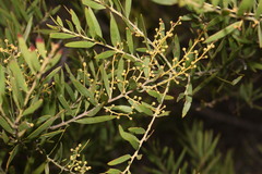 Acacia fimbriata