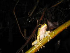 Sumaterana crassiovis