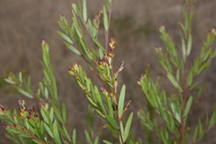 Acacia fimbriata