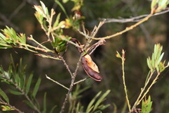 Acacia fimbriata
