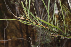 Acacia granitica