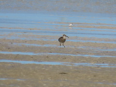 Numenius phaeopus phaeopus