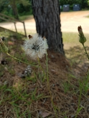 Hypochaeris chillensis