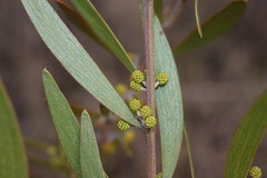 Acacia venulosa