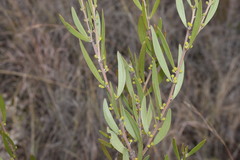 Acacia venulosa
