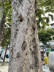 Cassia fistula