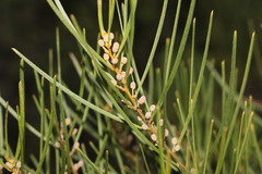 Acacia viscidula