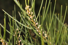 Acacia viscidula