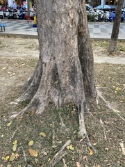 Cassia fistula