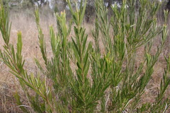 Acacia viscidula