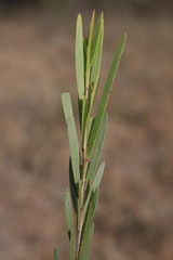 Acacia viscidula