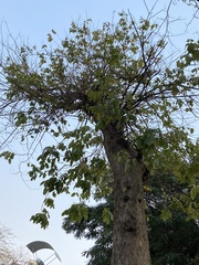 Cassia fistula