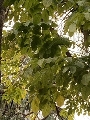 Cassia fistula