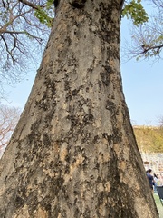 Cassia fistula