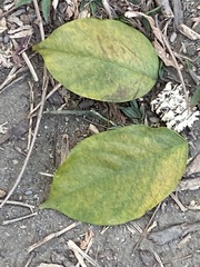 Cassia fistula