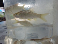 Barbodes aurotaeniatus