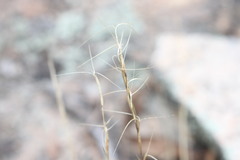 Aristida platychaeta