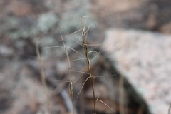 Aristida platychaeta