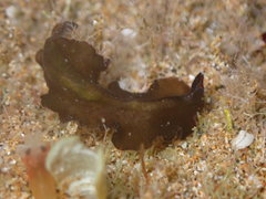 Tytthosoceros nocturnus