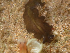 Tytthosoceros nocturnus